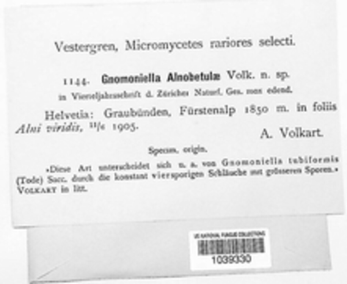 Gnomoniella alnobetulae image